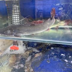 c 225 lang du 244 i do