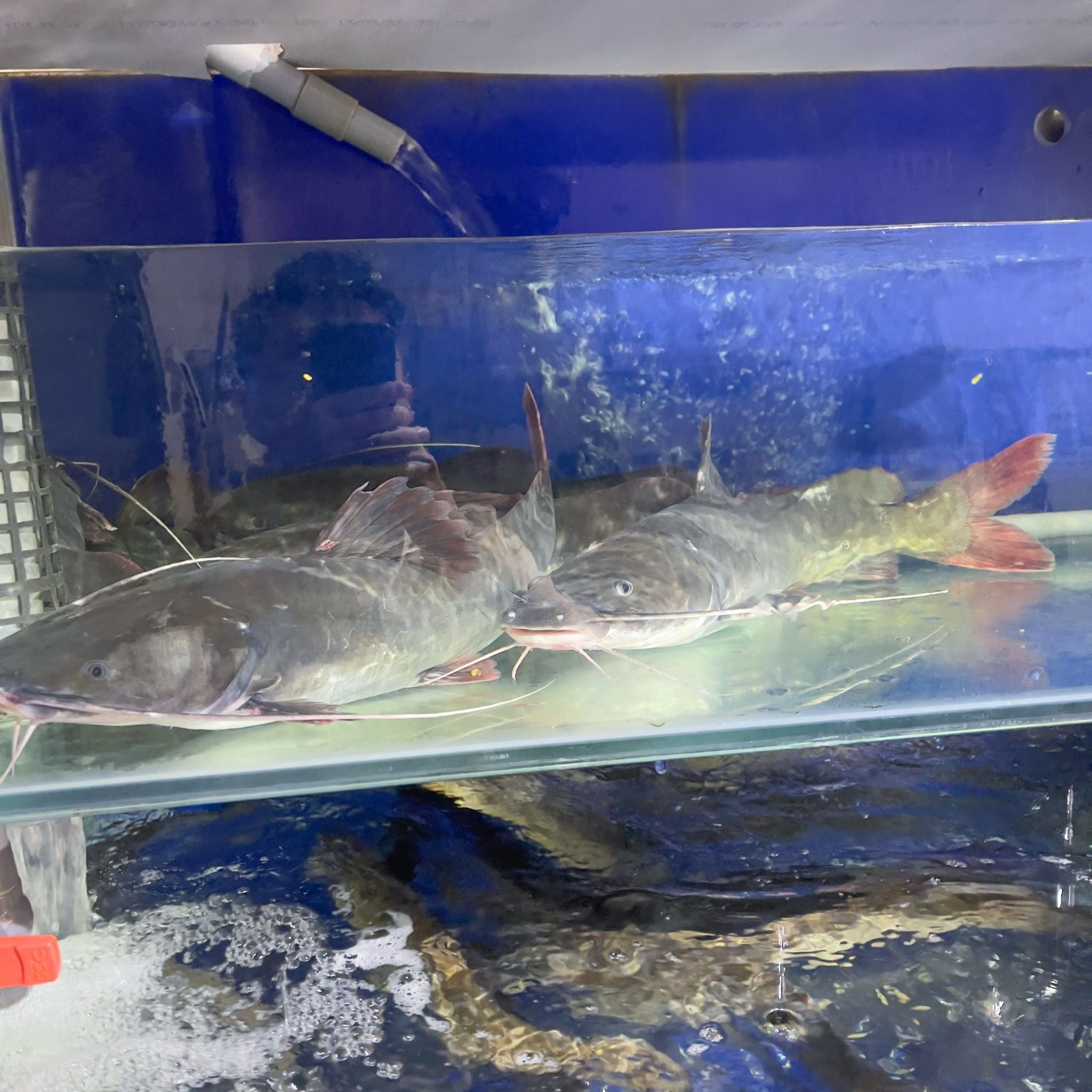  Cá Lăng Đuôi Đỏ 