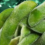 Frozen green soybean pods IQF