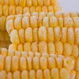 Frozen cut corn IQF