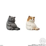 Mocchiri Kororin Cat