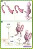 Pokemon Plastic Model COLLECTION SERIES MEWTWO