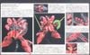 RG 1/144 Sazabi