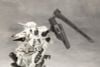 Kotobukiya - Armored Core - 1/72 Rosenthal CR-HOGIRE Noblesse Oblige Full Package Version