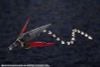 Kotobukiya - HEXA GEAR - 1/24 Weird Tails Night Stalkers Ver
