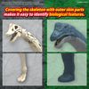 [Pre-order / Đặt trước] PLANNOSAURUS Brachiosaurus