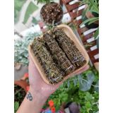  Bó xông thảo mộc, que xông thảo mộc xông nhà, thanh tẩy, làm sạch không gian sống 
