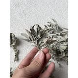  Lá xô thơm trắng (white sage) thanh tẩy không gian, xông nhà, phong thủy, bài tarot, reiki, healing, thiền định 