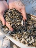  Túi Đá Bảo Vệ Black Tourmaline mix các loại thảo mộc - bảo vệ khỏi năng lượng tiêu cực, đá phong thủy 