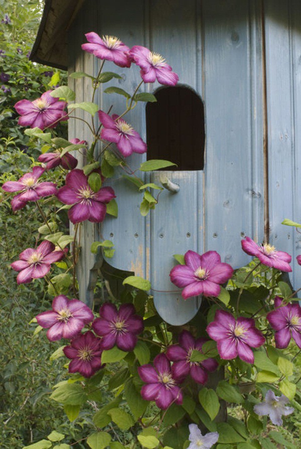 30 ý tưởng trang trí nhà đẹp bằng hoa