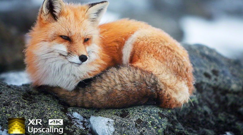 Android Tivi Sony 4K 75 inch XR-75X90J