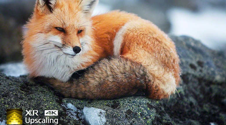 Android Tivi Sony 4K 55 inch XR-55X90J