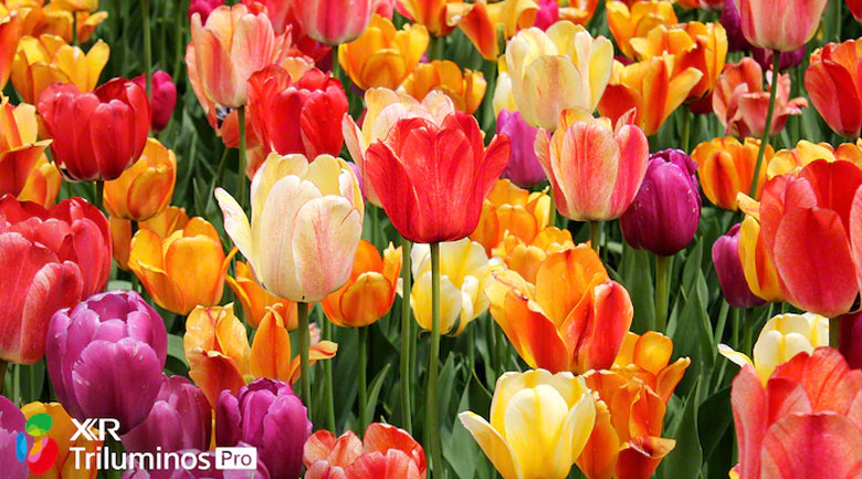 Android Tivi Sony 4K 55 inch XR-55X90J