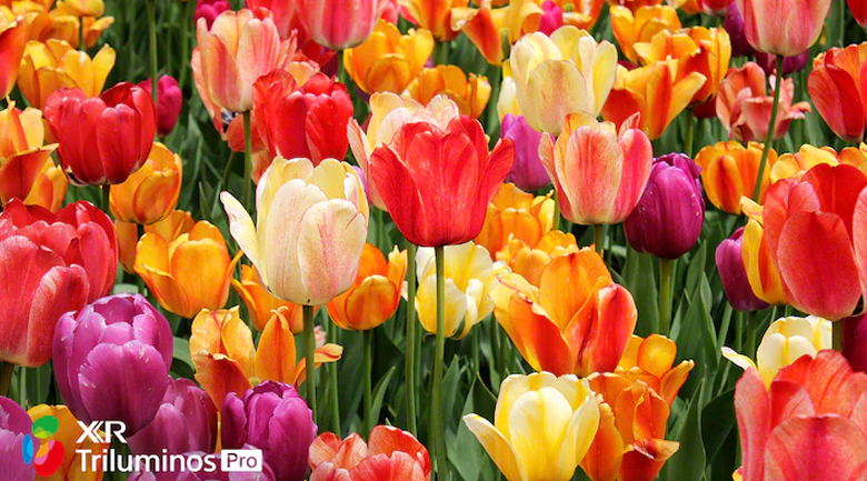 Android Tivi Sony 4K 75 inch XR-75X90J