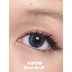 Meow Siam Blue - IDIFF
