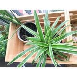  Kệ đựng cây cảnh ngoài trời gỗ thông tự nhiên FEGO decor, trang trí ban công 