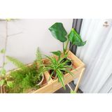 Kệ đựng cây cảnh ngoài trời gỗ thông tự nhiên FEGO decor, trang trí ban công 