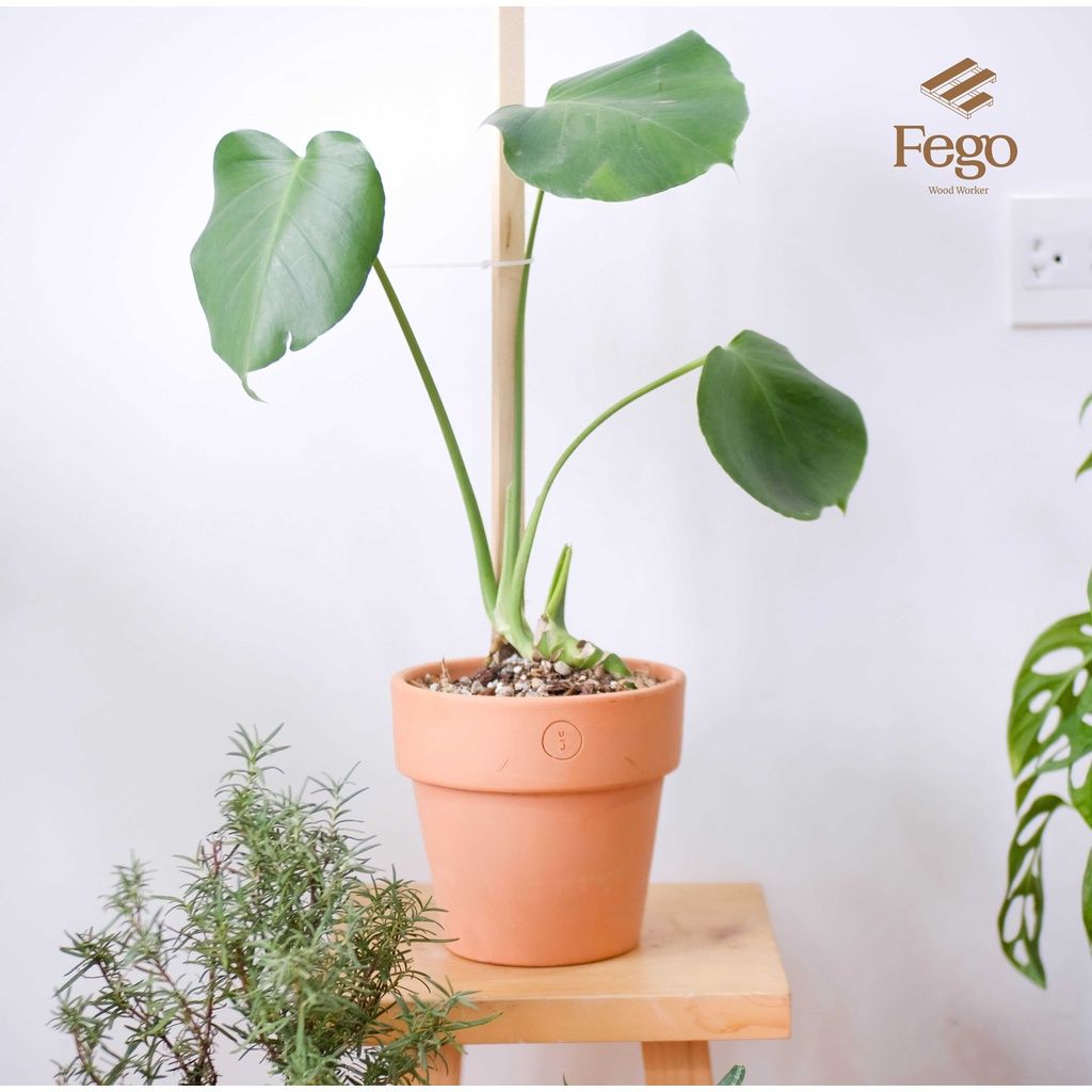  Chậu đất nung trồng cây size lớn 25cm, 17cm 