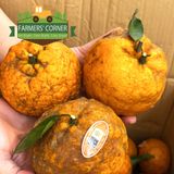  Cam sành hữu cơ Măng Đen - Quà tặng đại ngàn 