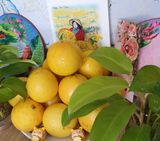  Vú sữa Hoàng Kim 