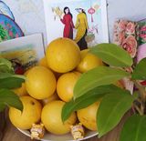  Vú sữa Hoàng Kim 