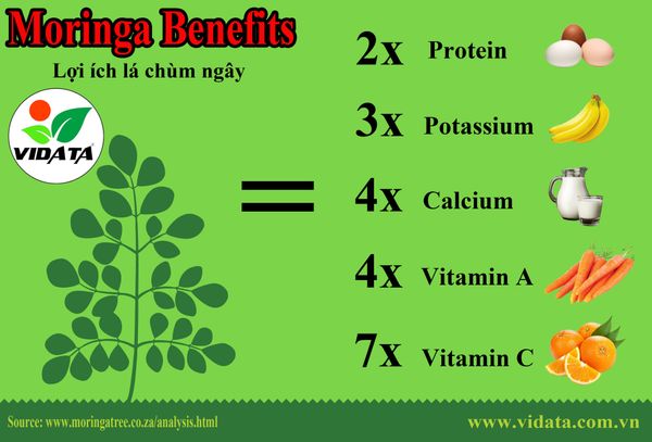  Bánh canh chùm ngây VIDATA 