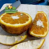  Cam sành hữu cơ Măng Đen - Quà tặng đại ngàn 