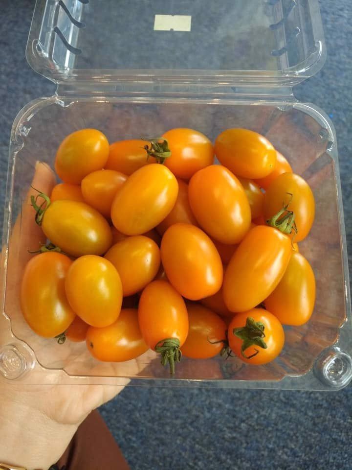  Cà chua bi CÀ CHUA BI 