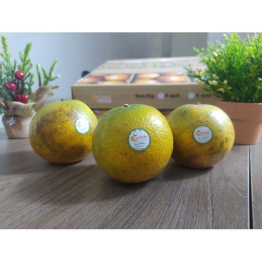  HỘP QUÀ CAM VINH KỲ YẾN 