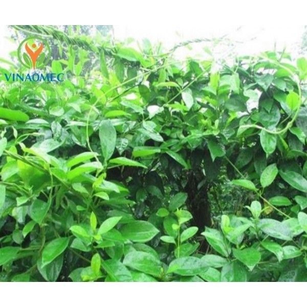  TRÀ DÂY THÌA CANH 
