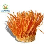  ĐÔNG TRÙNG HẠ THẢO 