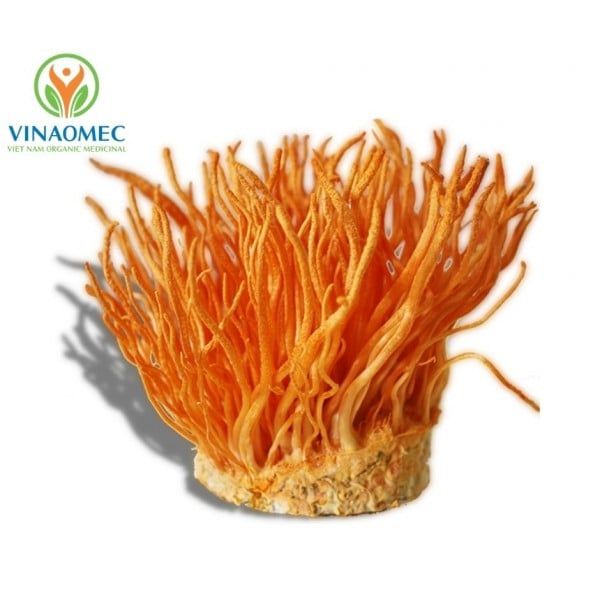  ĐÔNG TRÙNG HẠ THẢO 