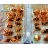  ĐÔNG TRÙNG HẠ THẢO 