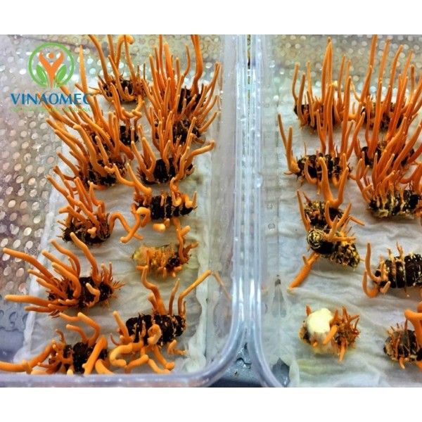  ĐÔNG TRÙNG HẠ THẢO 