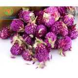  Hoa cúc bách nhật HOA CÚC BÁCH NHẬT 