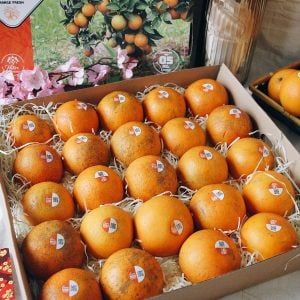  HỘP QUÀ CAM ECOVI HÀ PHONG 