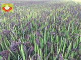  Gạo tím thảo dược Vĩnh Hòa 