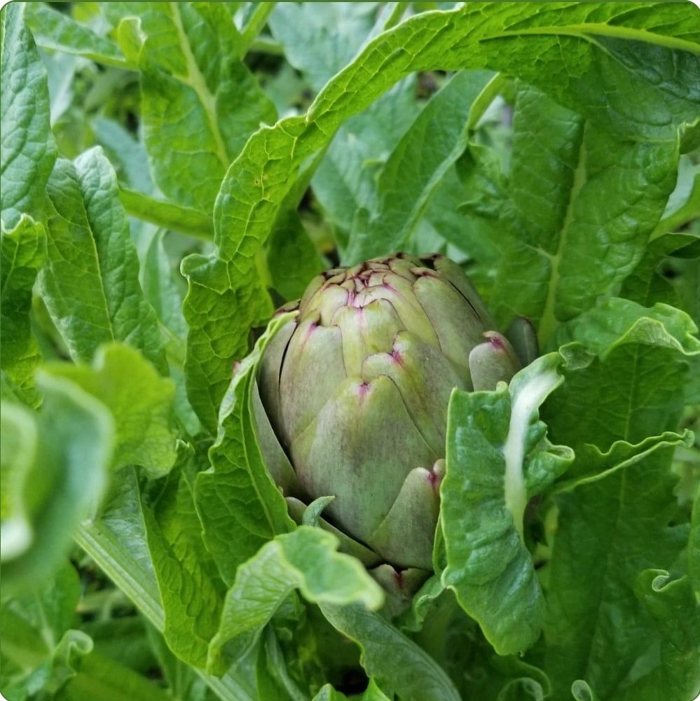  Trà Atisô Hữu Cơ LArti’s Farm Đà Lạt gói 100g (40 túi) 