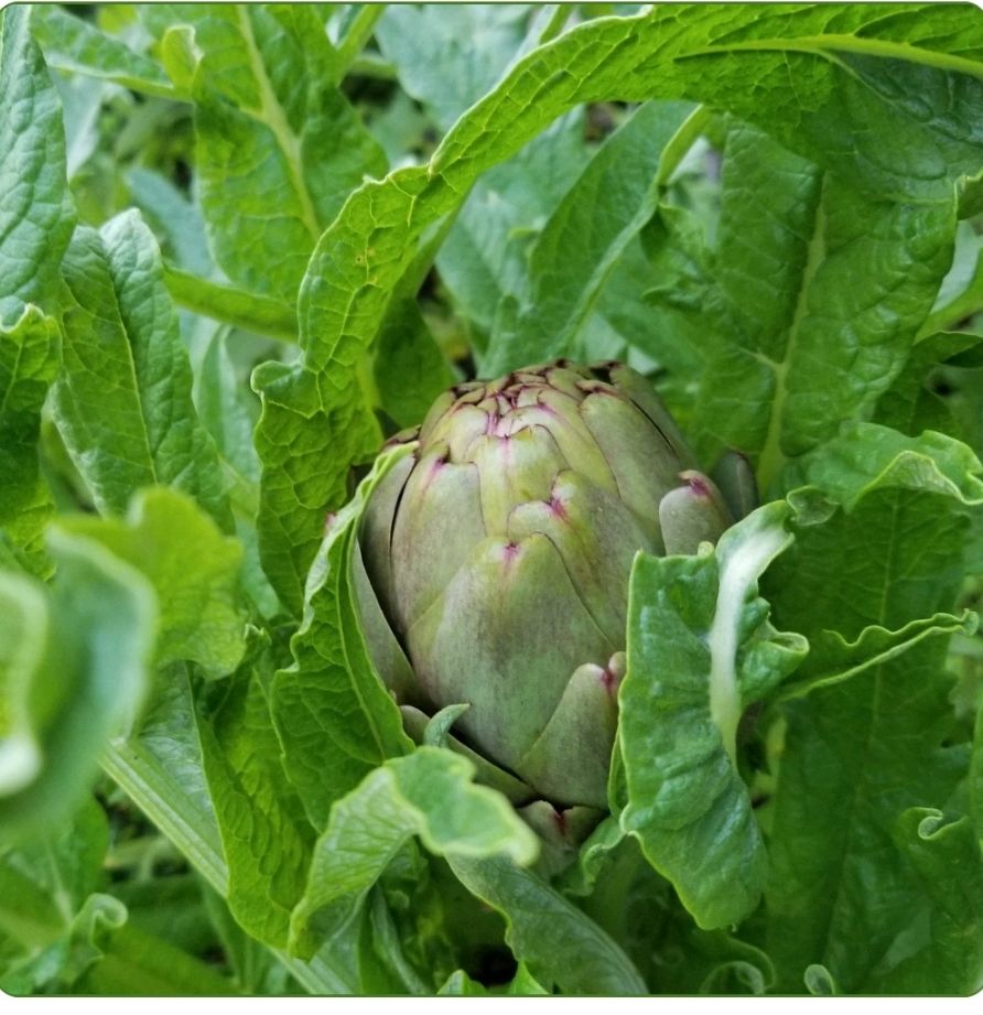  Hoa Tươi Atisô Hữu Cơ LArti’s Farm Đà Lạt 