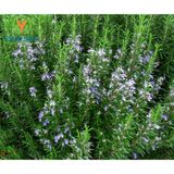  TINH DẦU HƯƠNG THẢO 