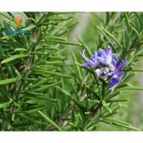  TINH DẦU HƯƠNG THẢO 