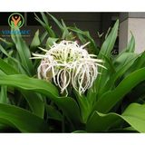  TRÀ TRINH NỮ HOÀNG CUNG 