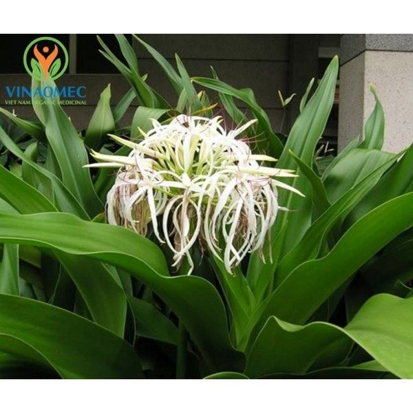  TRÀ TRINH NỮ HOÀNG CUNG 