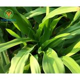  TRÀ TRINH NỮ HOÀNG CUNG 