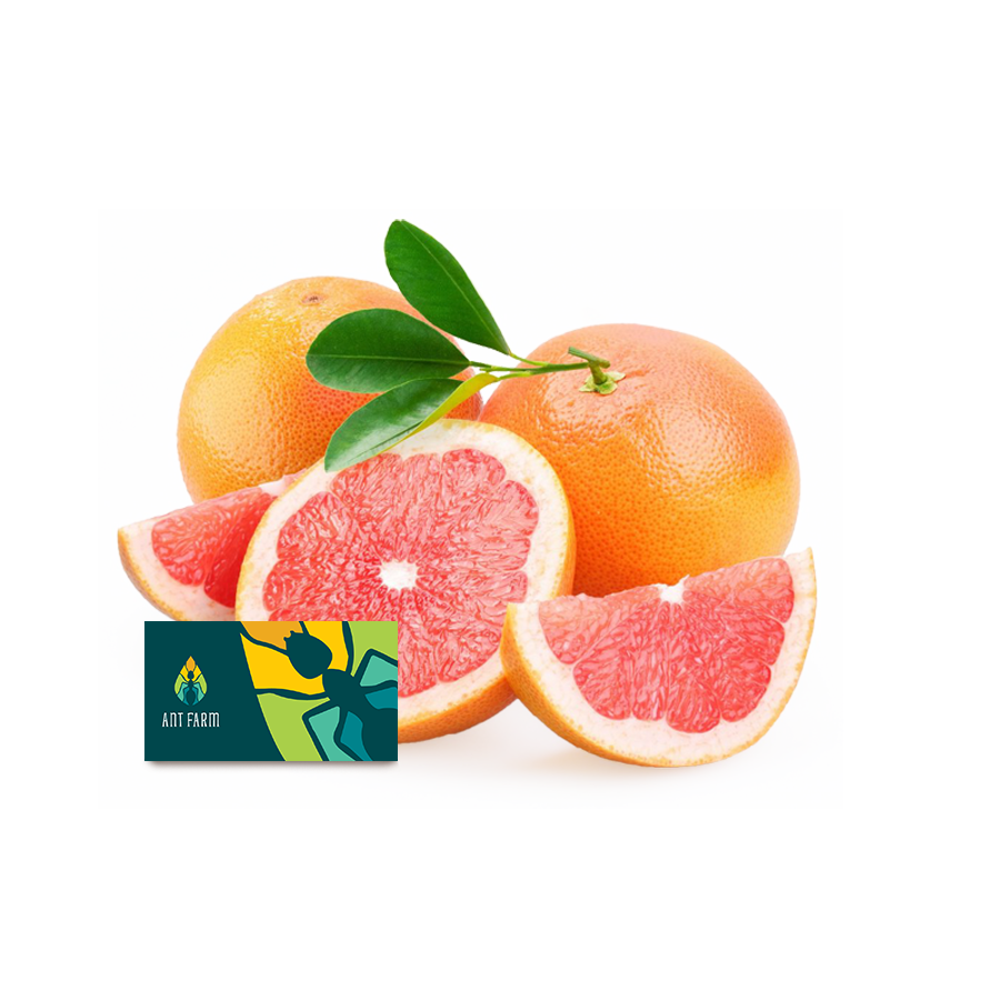 Australian Cara Oranges Ant Farm