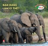 Gõ cửa thiên nhiên - Bạn đang làm gì thế? - What are you doing?