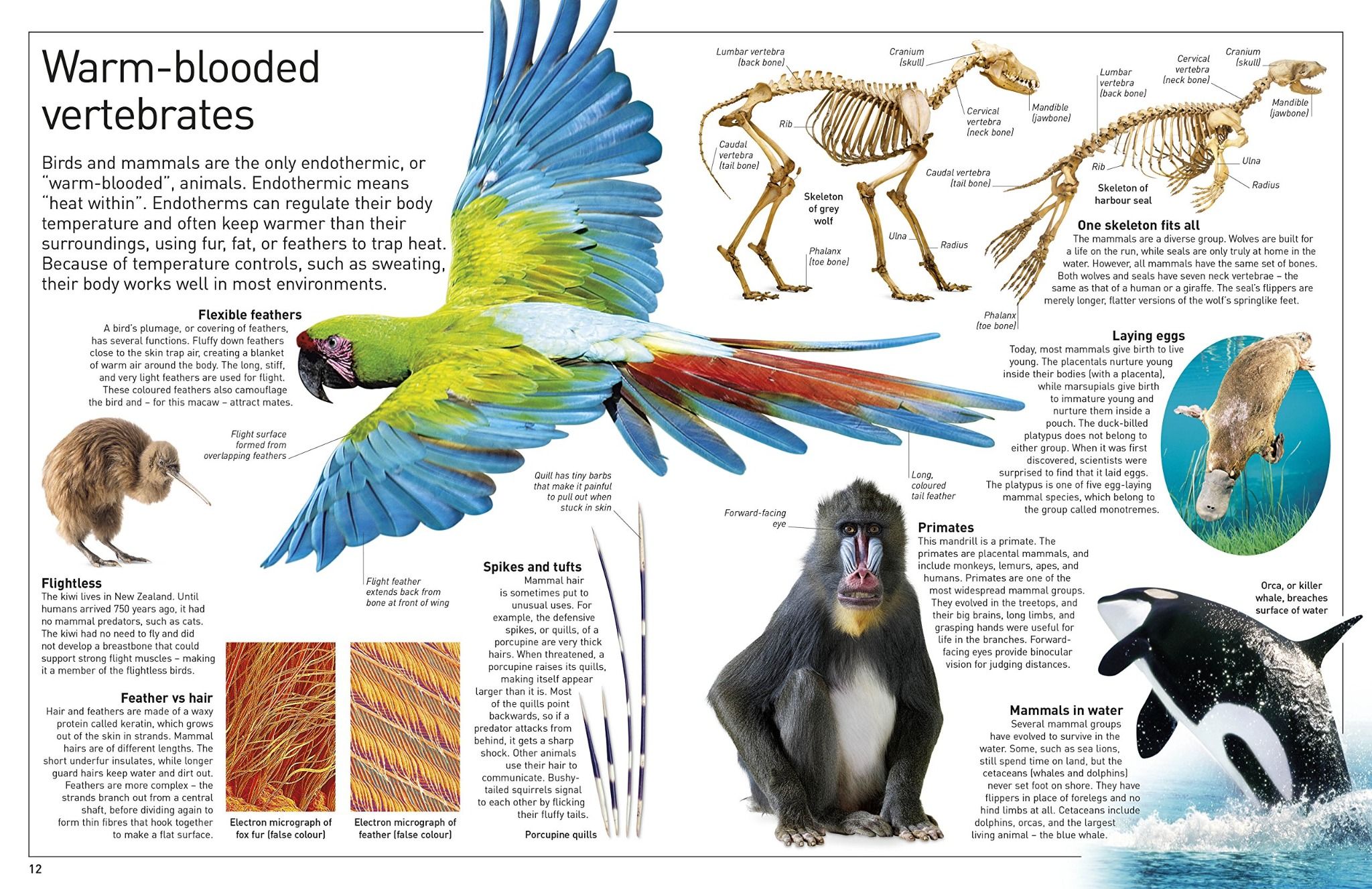 Buy Dk Eyewitness Books Reptile In Pakistan Dk Eyewitness Books Reptile - Foto 12