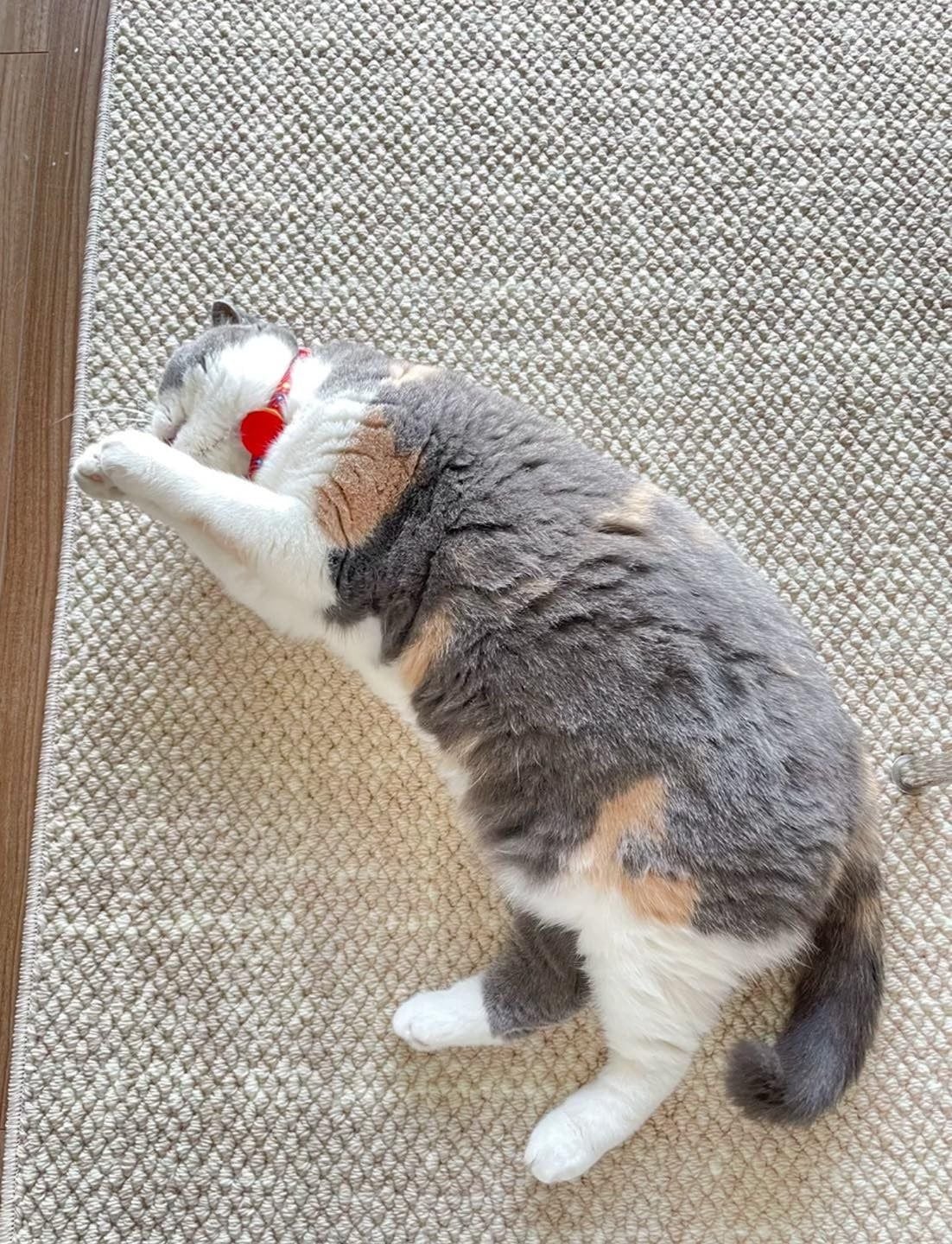  Neutral Beige Wool Rug 