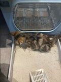 Cát Nhật KING CAT cho mèo, Cát vệ sinh cho mèo khử mùi, vón cục, thấm hút Petspace