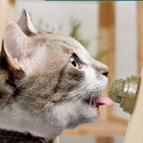 Cỏ mèo catnip/Catmint dạng viên gắn lên tường cho mèo